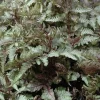 Japanese Painted Fern 'Red Beauty' Live Plant 5.25" Pot - Athyrium niponicum Japanese Painted Fern 'Red Beauty' Live Plant 5.25" Pot - Athyrium niponicum - Image 1