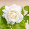 Jasmine Sambac Live Plant - Fragrant White Blooms, 3.5-inch Pot, 4-6 inches Tall Jasmine Sambac Live Plant - Fragrant White Blooms, 3.5-inch Pot, 4-6 inches Tall - Image 1