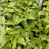 Jay's Peach Ghost Scorpion Super Hot Pepper Live Plants - Lot of 3 - 75+ Days Old - Vegetative Stage - Image 1