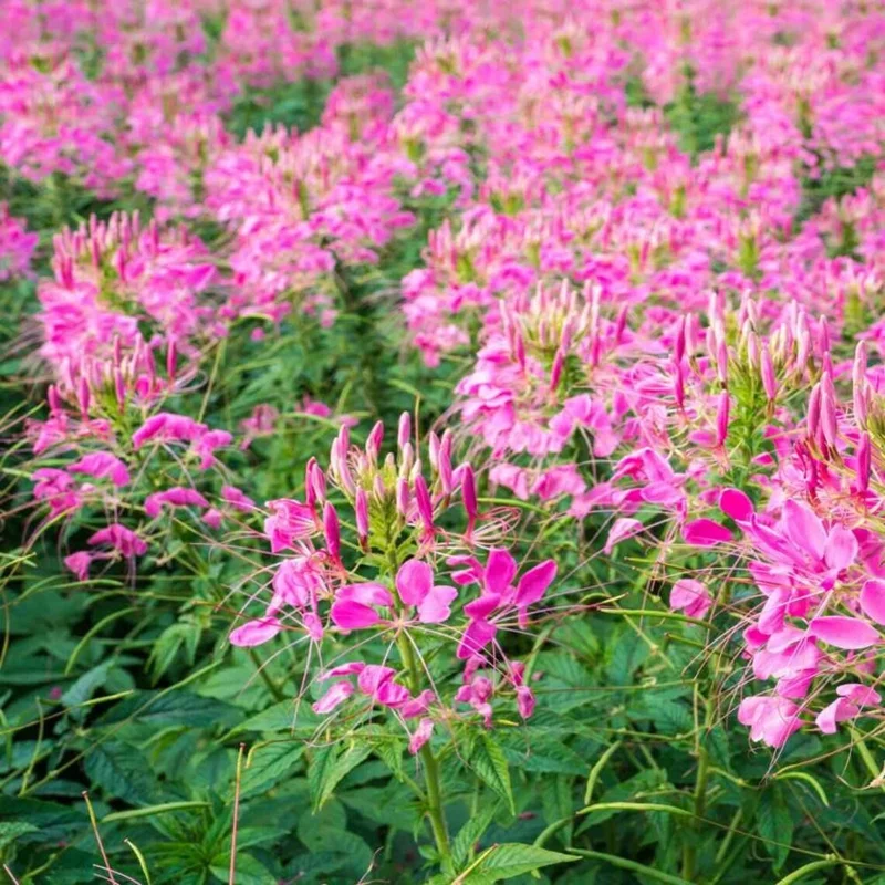 Jazzberry Spider Flower Seeds - 100 Count Perennial for Butterflies - Image 2