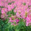 Jazzberry Spider Flower Seeds - 100 Count Perennial for Butterflies - Image 1