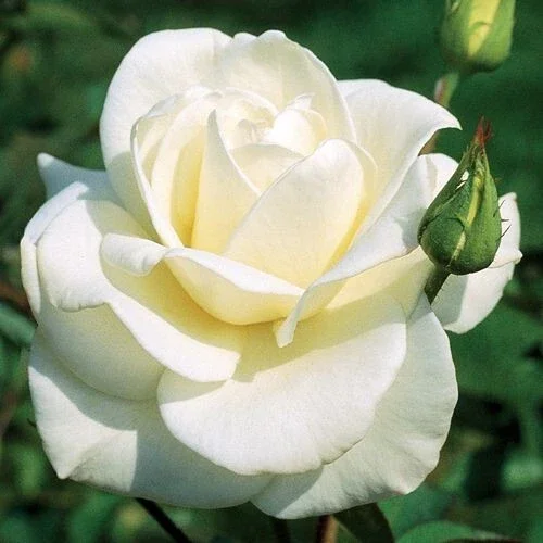 JFK White Rose Bush Cuttings - 3 Unrooted 6" Live Flower Plant Shrub - Image 2