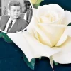 JFK White Rose Bush Cuttings - 3 Unrooted 6" Live Flower Plant Shrub - Image 1