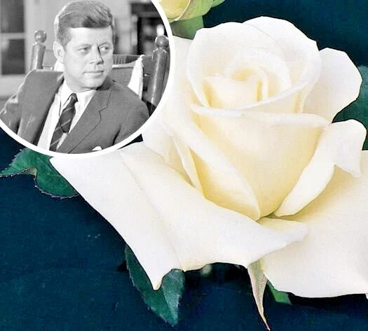 JFK White Rose Bush Cuttings - 3 Unrooted 6" Live Flower Plant Shrub - Image 1