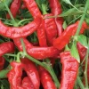 Jimmy Nardello Red Sweet Italian Pepper Live Plants – Pack of 3 Vegetative Stage - Image 1