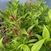 Justicia Secunda Live Plant - 1 Gallon Pot - Outdoor Shrub Justicia Secunda Live Plant - 1 Gallon Pot - Outdoor Shrub - Image 1