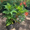 Kalama Blood Orange Esperanza Live Plant 1 Gallon - Tecoma stans Outdoor Shrub - Image 1