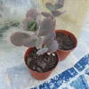 Kalanchoe Bryophyllum Fedtschenkoi 'Variegata' Live Plant – Lavender Scallops Succulent – 2" Pot Kalanchoe Bryophyllum Fedtschenkoi 'Variegata' Live Plant – Lavender Scallops Succulent – 2" Pot - Image 1