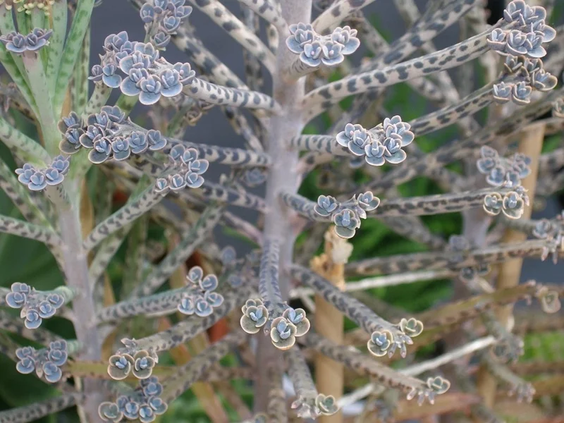Kalanchoe Bryophyllum Tubiflora Live Plant - Mother of Thousands Succulent Kalanchoe Bryophyllum Tubiflora Live Plant - Mother of Thousands Succulent - Image 3