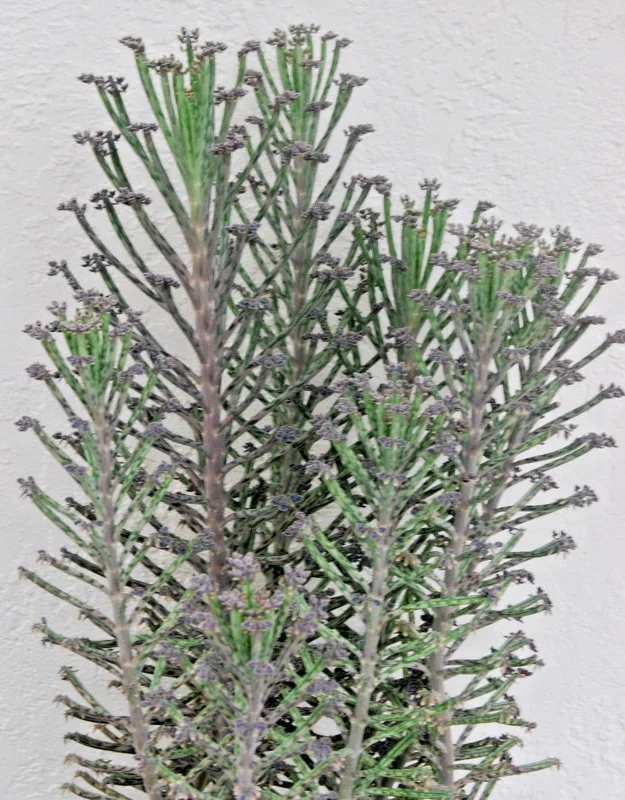 Kalanchoe Bryophyllum Tubiflora Live Plant - Mother of Thousands Succulent - Image 1