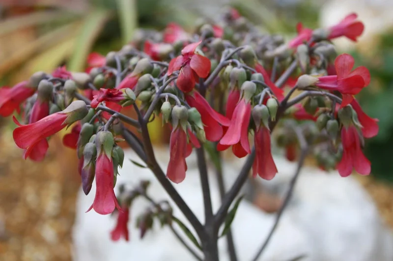 Kalanchoe Bryophyllum Tubiflora Live Plant - Mother of Thousands Succulent Kalanchoe Bryophyllum Tubiflora Live Plant - Mother of Thousands Succulent - Image 4