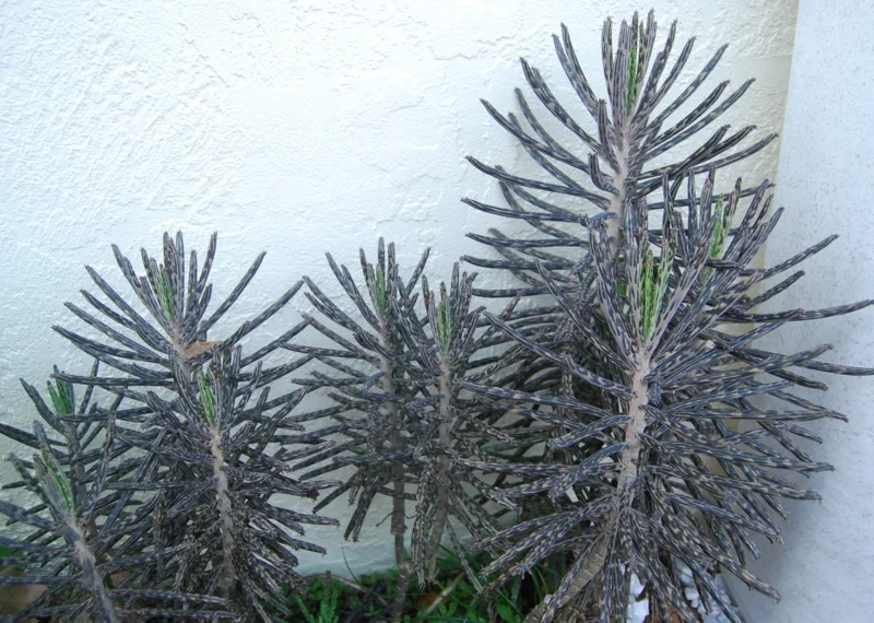 Kalanchoe Bryophyllum Tubiflora Live Plant - Mother of Thousands Succulent Kalanchoe Bryophyllum Tubiflora Live Plant - Mother of Thousands Succulent - Image 5