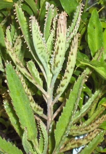 Kalanchoe Daigremontiana Live Plant – Mother of Thousands Succulent – Indoor/Outdoor Kalanchoe Daigremontiana Live Plant – Mother of Thousands Succulent – Indoor/Outdoor - Image 3