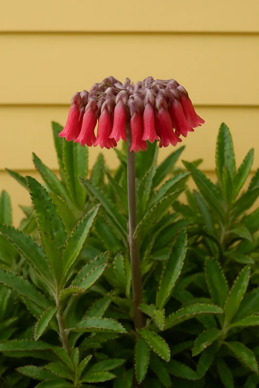 Kalanchoe Daigremontiana Live Plant – Mother of Thousands Succulent – Indoor/Outdoor Kalanchoe Daigremontiana Live Plant – Mother of Thousands Succulent – Indoor/Outdoor - Image 4