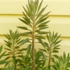 Kalanchoe Daigremontiana Live Plant – Mother of Thousands Succulent – Indoor/Outdoor Kalanchoe Daigremontiana Live Plant – Mother of Thousands Succulent – Indoor/Outdoor - Image 1