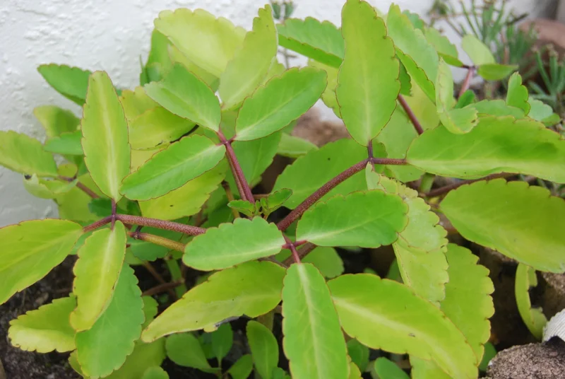 Kalanchoe Pinnata Live Plant - Miracle Leaf Plant - Bryophyllum Pinnatum - Image 2