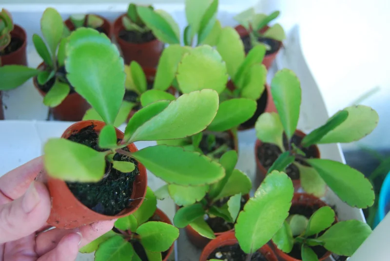 Kalanchoe Pinnata Live Plant - Miracle Leaf Plant - Bryophyllum Pinnatum - Image 1