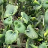 Kalanchoe Trompeta Live Plant - Angel Trumpet Succulent in 3" Pot Kalanchoe Trompeta Live Plant - Angel Trumpet Succulent in 3" Pot - Image 1