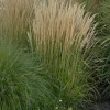Karl Foerster Feather Reed Grass Live Plant – Perennial Ornamental Grass – Outdoor - Image 1