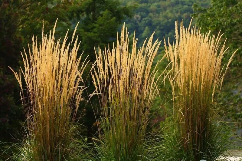 Karl Foerster Feather Reed Grass Live Starter Plant - Calamagrostis - Image 2