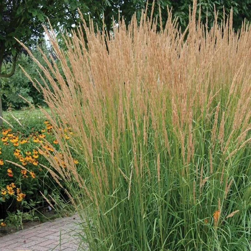 Karl Foerster Feather Reed Grass Live Starter Plant - Calamagrostis Karl Foerster Feather Reed Grass Live Starter Plant - Calamagrostis - Image 3