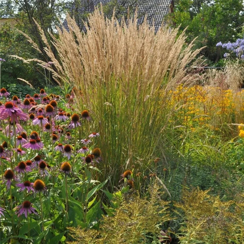 Karl Foerster Feather Reed Grass Live Starter Plant - Calamagrostis Karl Foerster Feather Reed Grass Live Starter Plant - Calamagrostis - Image 4