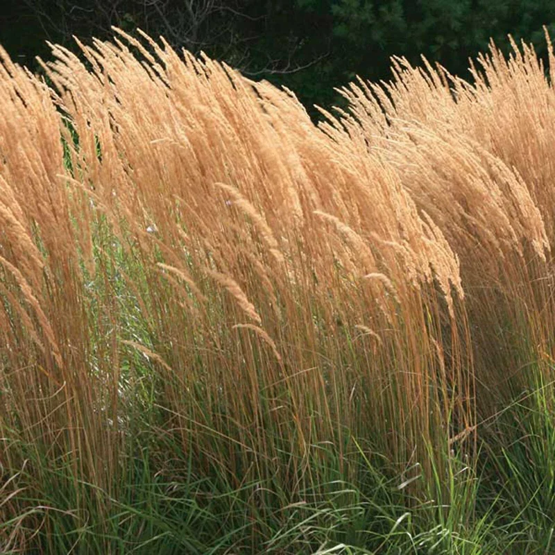 Karl Foerster Feather Reed Grass Live Starter Plant - Calamagrostis Karl Foerster Feather Reed Grass Live Starter Plant - Calamagrostis - Image 5