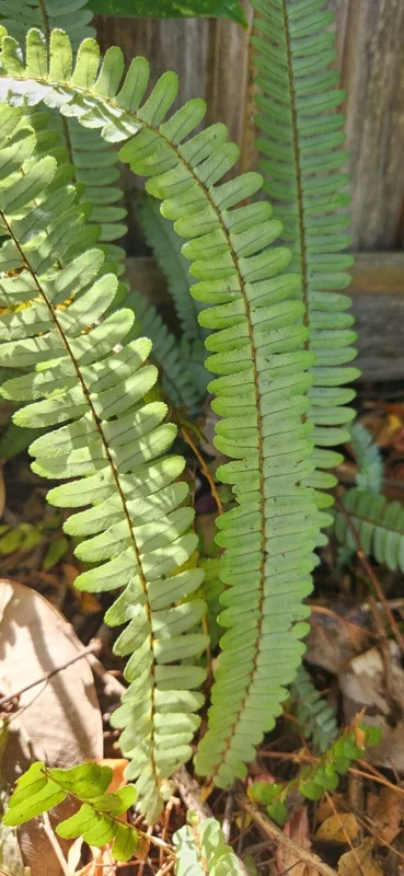 Kimberly Queen Fern Live Plant - Sword Fern Rooted Starter Kimberly Queen Fern Live Plant - Sword Fern Rooted Starter - Image 3