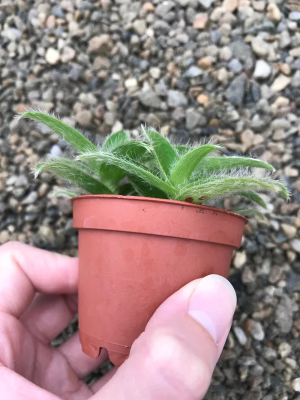 Kitten Ears Plant - Cyanotis Somaliensis Live Succulent – Fuzzy Foliage Houseplant Kitten Ears Plant - Cyanotis Somaliensis Live Succulent – Fuzzy Foliage Houseplant - Image 3