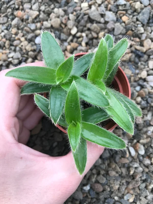 Kitten Ears Plant - Cyanotis Somaliensis Live Succulent – Fuzzy Foliage Houseplant Kitten Ears Plant - Cyanotis Somaliensis Live Succulent – Fuzzy Foliage Houseplant - Image 4