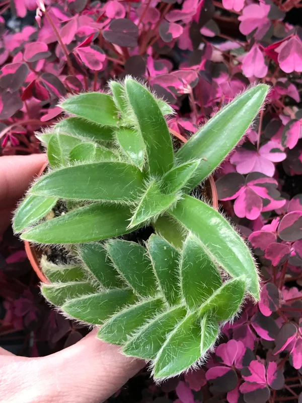 Kitten Ears Plant - Cyanotis Somaliensis Live Succulent – Fuzzy Foliage Houseplant Kitten Ears Plant - Cyanotis Somaliensis Live Succulent – Fuzzy Foliage Houseplant - Image 5