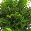 Korean Rock Fern Live Plant - Polystichum tsus-simense 5.25" Pot Perennial Evergreen - Image 1