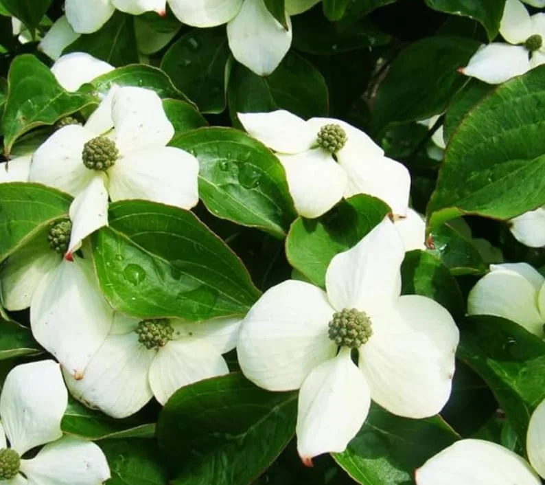 Kousa Japanese Dogwood Live Plant – 6-12" Tall Seedling – Quart Pot – Outdoor Tree - Image 1