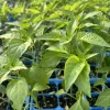 Kung Pao Chili Super Hot Pepper Live Plants - Set of 3, 75 Days Old, Red - Image 1
