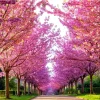 Kwanzan Cherry Blossom Tree Live Plant – 2.5 Inch Pot – Deciduous Ornamental - Image 1