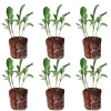 Lacinato Kale Seedlings Live Plant – Ready-to-Plant Starts for Garden - Image 1