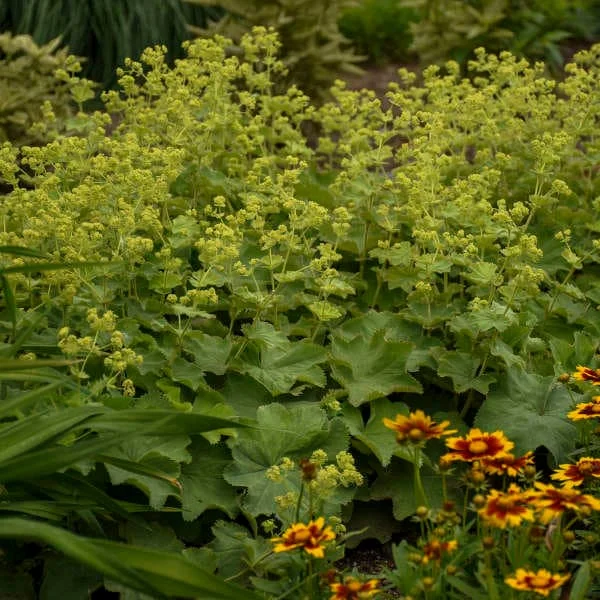 Lady's Mantle Live Plant - Alchemilla Mollis Perennial - Outdoor Garden - Image 2
