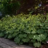Lady's Mantle Live Plant - Alchemilla Mollis Perennial - Outdoor Garden - Image 1