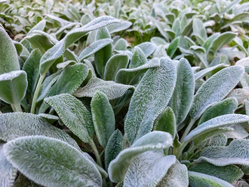Lamb's Ear Live Plant – 1 Gallon Pot – Drought Tolerant Outdoor Perennial Lamb's Ear Live Plant – 1 Gallon Pot – Drought Tolerant Outdoor Perennial - Image 2