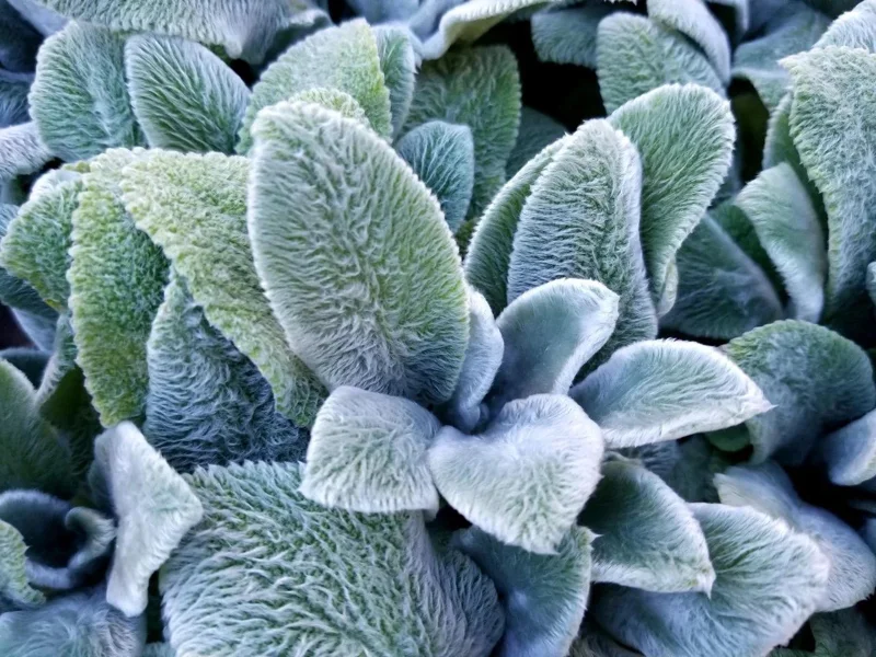 Lamb's Ear Live Plant – 1 Gallon Pot – Drought Tolerant Outdoor Perennial Lamb's Ear Live Plant – 1 Gallon Pot – Drought Tolerant Outdoor Perennial - Image 3