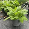 Lamb's Ear Live Plant – 1 Gallon Pot – Drought Tolerant Outdoor Perennial - Image 1