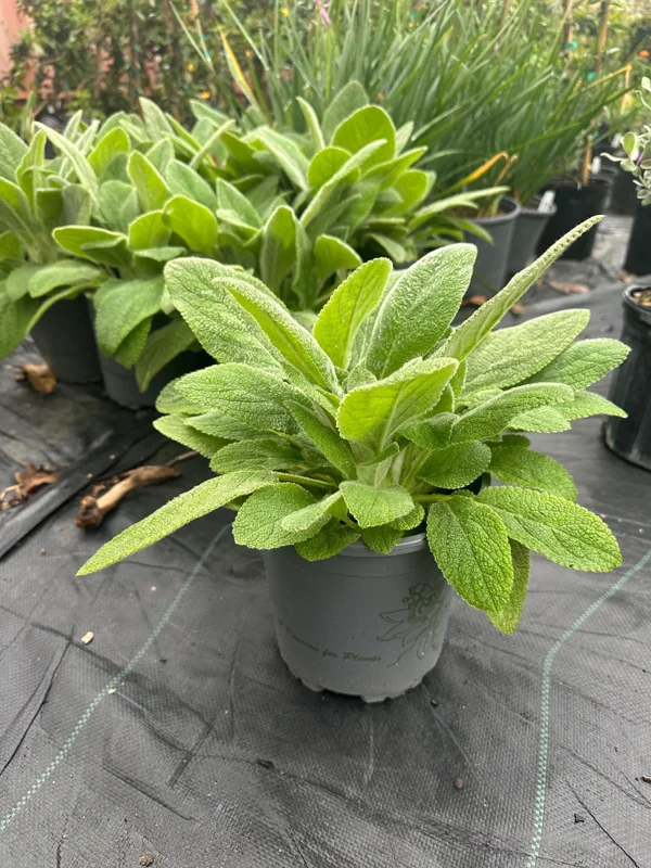 Lamb's Ear Live Plant – 1 Gallon Pot – Drought Tolerant Outdoor Perennial Lamb's Ear Live Plant – 1 Gallon Pot – Drought Tolerant Outdoor Perennial - Image 1
