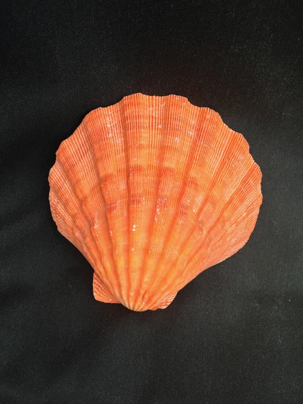 Large Orange Lion's Paw Sea Shell - Natural Marine Specimen Decor - Image 1