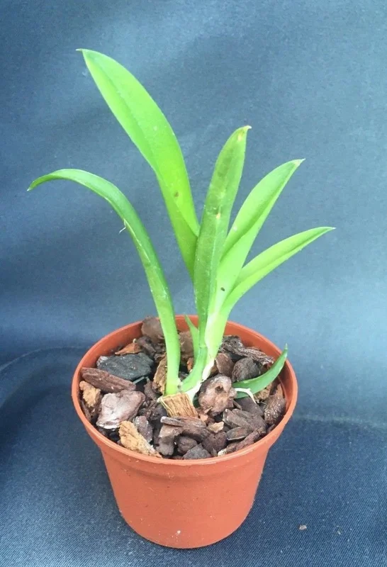 Lava Burst Miniature Orchid Live Plant in 2.5 inch Pot - Leomezia Lava Burst Miniature Orchid Live Plant in 2.5 inch Pot - Leomezia - Image 3