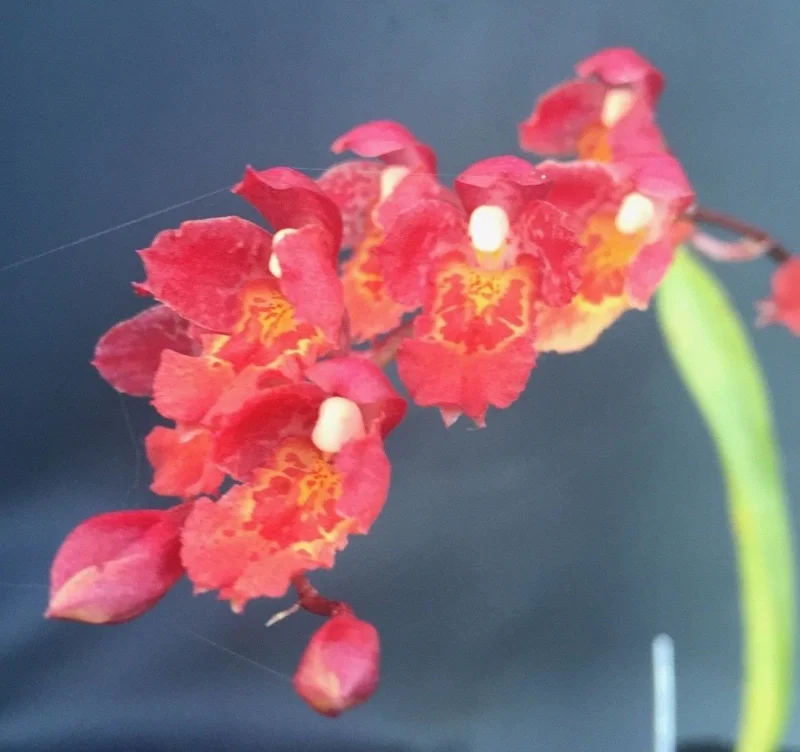 Lava Burst Miniature Orchid Live Plant – Potted in 2.5 inch Pot – Indoor - Image 2