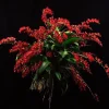 Lava Burst Miniature Orchid Live Plant – Potted in 2.5 inch Pot – Indoor - Image 1