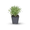 Lavender Grosso Plug Plant - Fragrant Purple Lavender for Gardens - Image 1