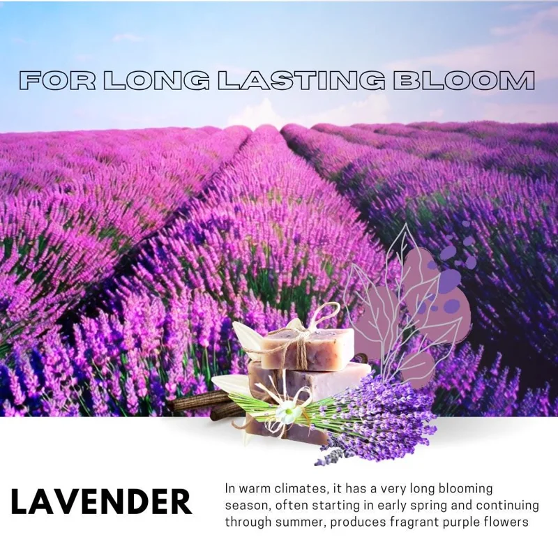 Lavender Live Plant in 4 Inch Pot, 4-5 Inches Tall, Vibrant Purple Flowers Lavender Live Plant in 4 Inch Pot, 4-5 Inches Tall, Vibrant Purple Flowers - Image 4