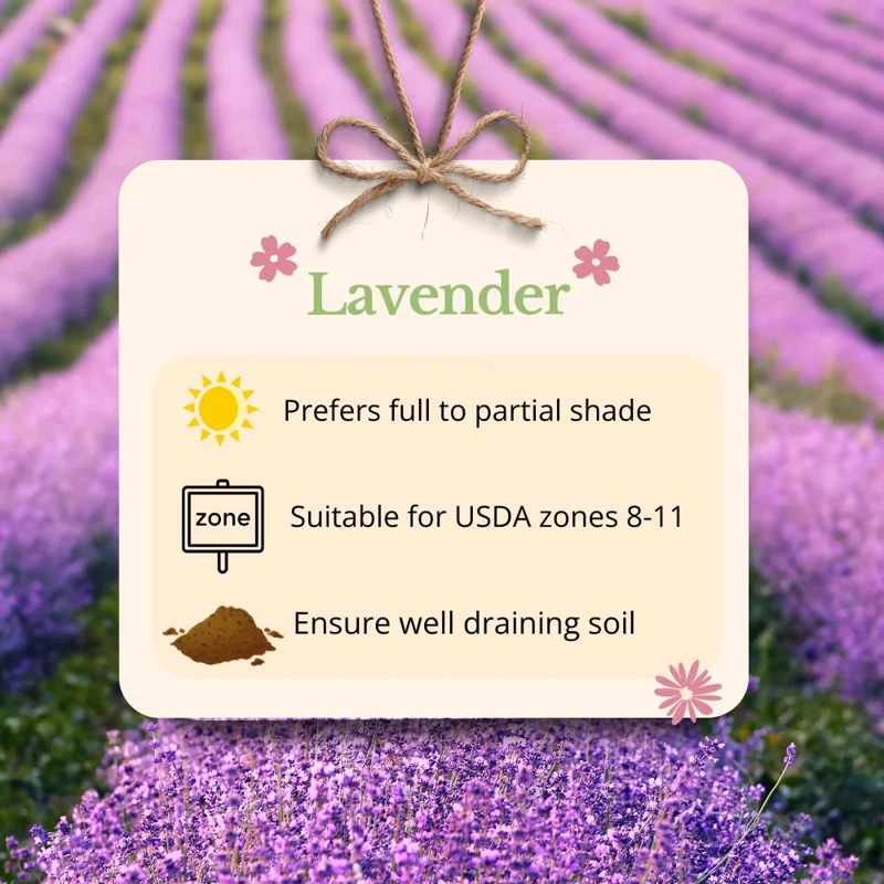 Lavender Live Plant in 4 Inch Pot, 4-5 Inches Tall, Vibrant Purple Flowers Lavender Live Plant in 4 Inch Pot, 4-5 Inches Tall, Vibrant Purple Flowers - Image 5