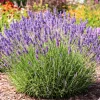 Lavender Live Plant in 4 Inch Pot, 4-5 Inches Tall, Vibrant Purple Flowers - Image 1